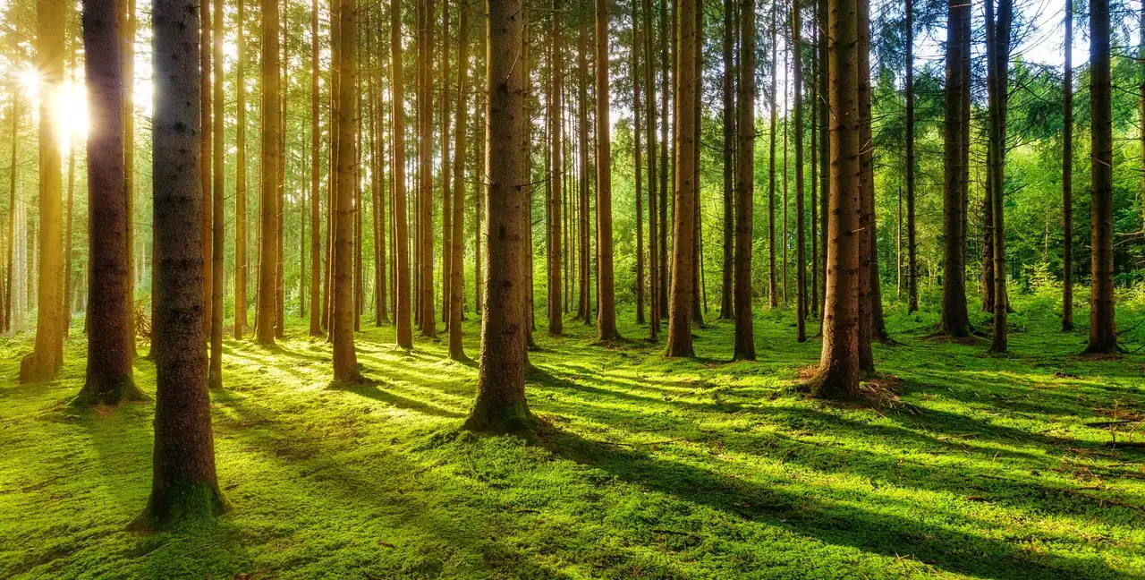 Groen bos met bomen